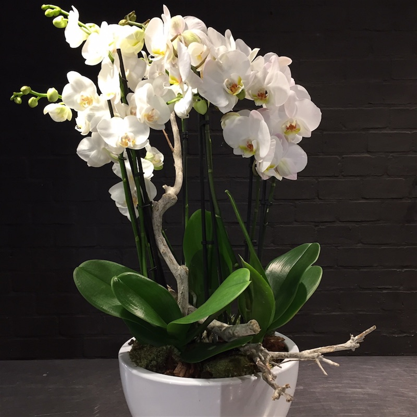 Schaal met Phalaenopsis 